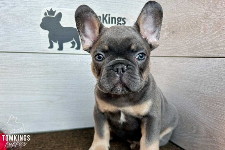 Potato, available French Bulldog puppy at TomKings Puppies