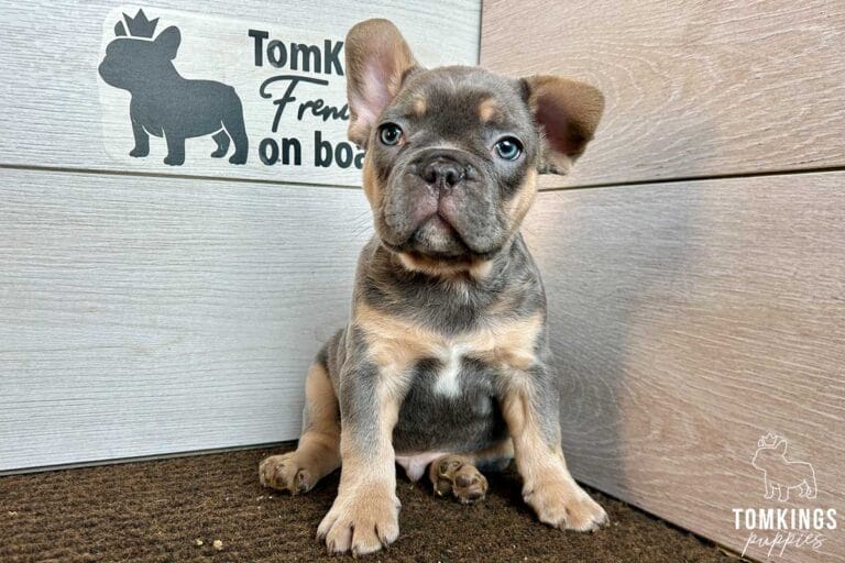 Prynce, available French Bulldog puppy at TomKings Puppies
