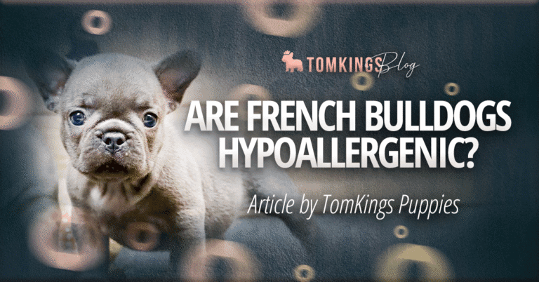 Are French Bulldogs Hypoallergenic?