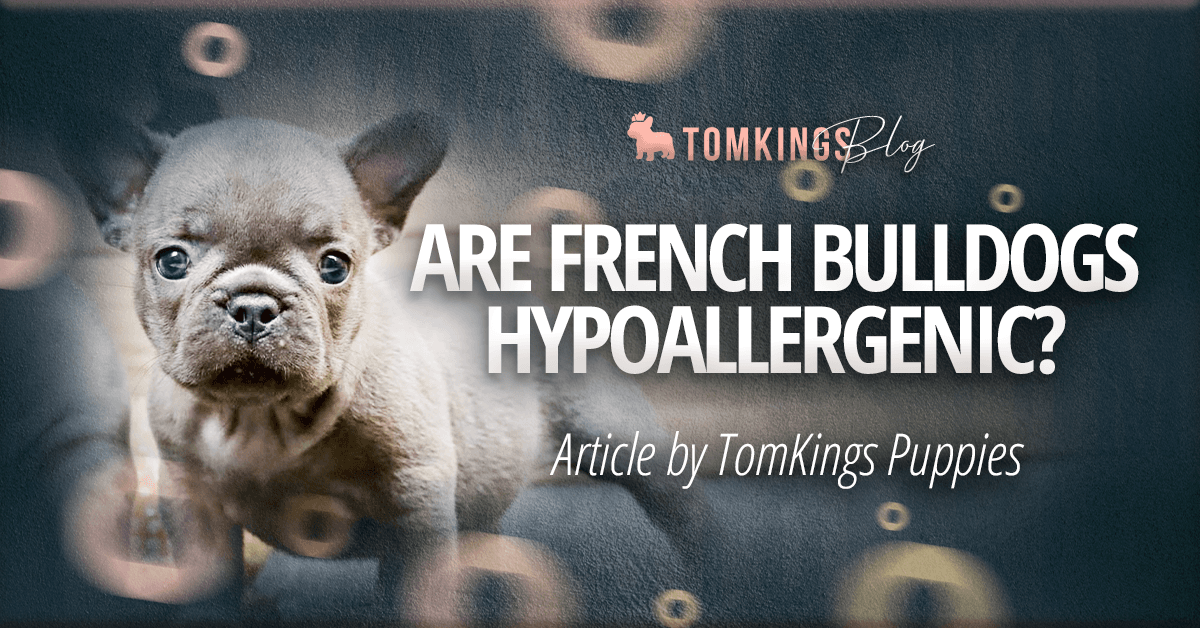 Are French Bulldogs Hypoallergenic?