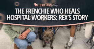 The Frenchie Who Heals Hospital Workers: Rex’s story