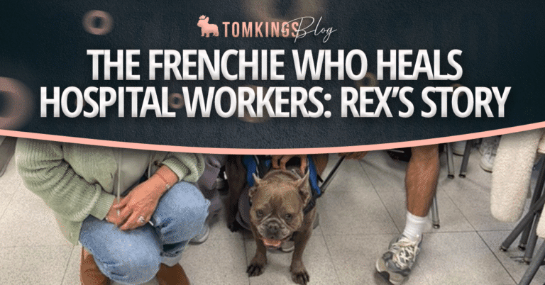 The Frenchie Who Heals Hospital Workers: Rex’s story
