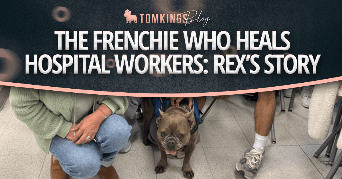 The Frenchie Who Heals Hospital Workers: Rex’s story