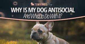 Why is My Dog Antisocial and What To Do With It?