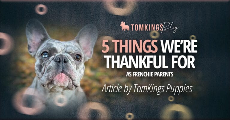 5 Things We’re Thankful for as Frenchie Parents