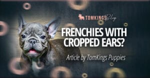 Why You Shouldn’t See a Frenchie With Cropped Ears