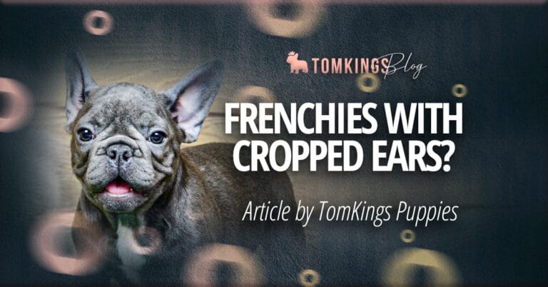 Why You Shouldn’t See a Frenchie With Cropped Ears