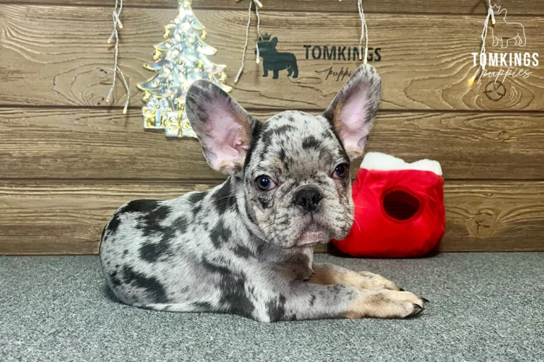 Victor, available French Bulldog puppy at TomKings Puppies
