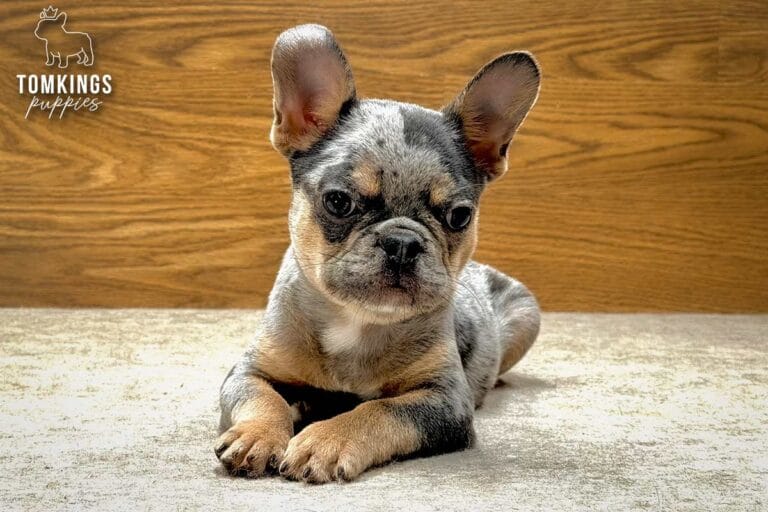 Rocky, available French Bulldog puppy at TomKings Puppies
