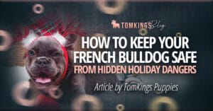 How to Keep Your French Bulldog Safe From Hidden Holiday Dangers