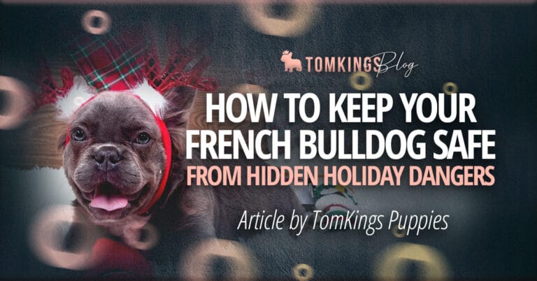How to Keep Your French Bulldog Safe From Hidden Holiday Dangers