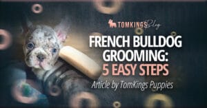 French Bulldog Grooming: 5 Easy Steps to Follow
