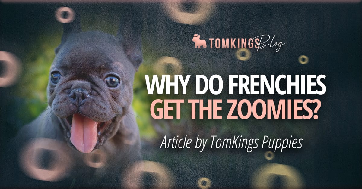 Why do Frenchies get the Zoomies?
