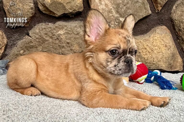 Cajun, available French Bulldog puppy at TomKings Puppies