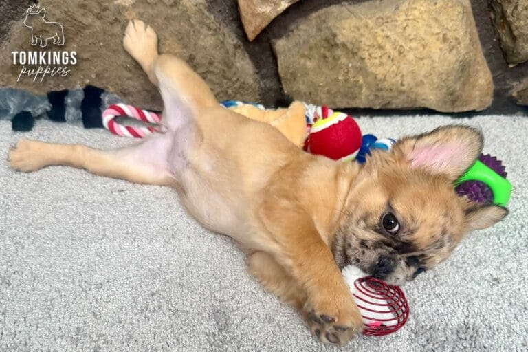 Cajun, available French Bulldog puppy at TomKings Puppies
