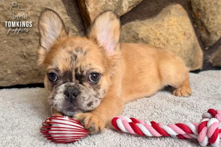 Cajun, available French Bulldog puppy at TomKings Puppies