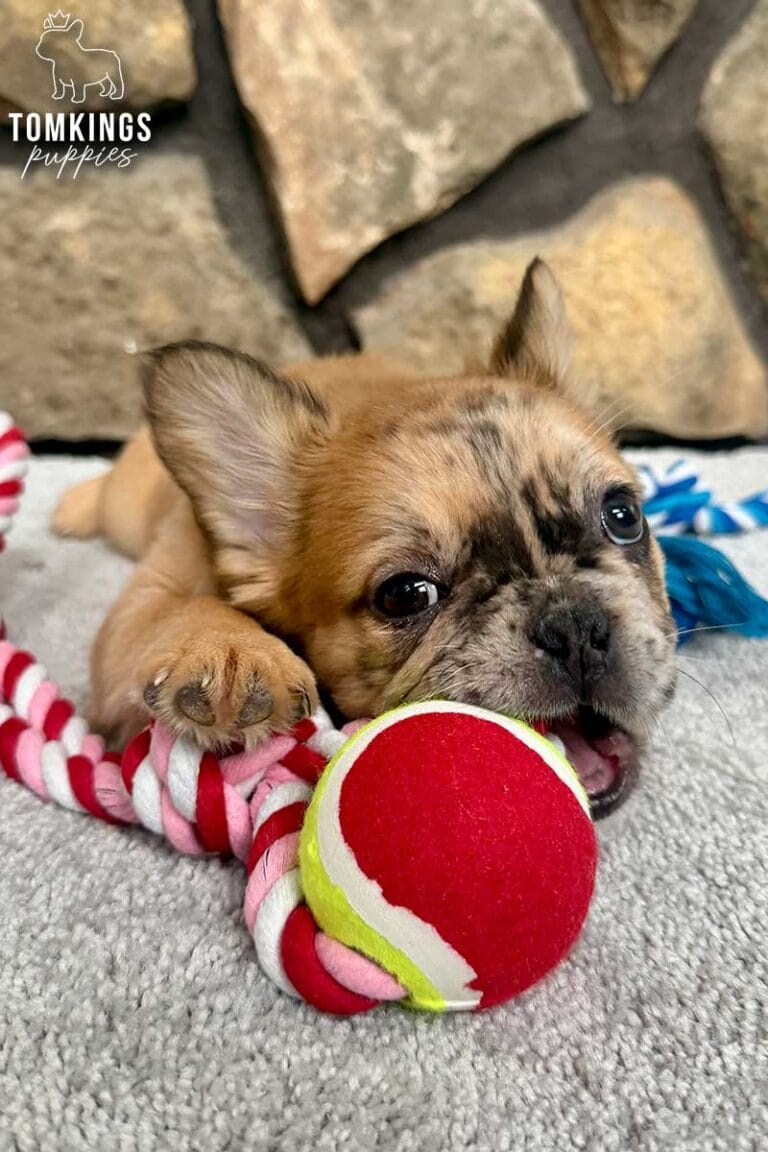 Cajun, available French Bulldog puppy at TomKings Puppies