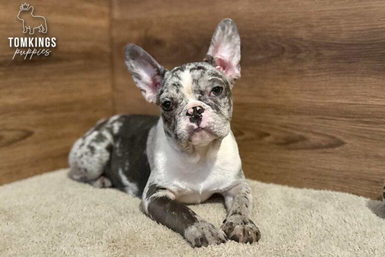Cocoa, a girl French bulldog puppy with a blue merle coat pattern, sitting on a carpet in front of a wooden backdrop and facing the camera.