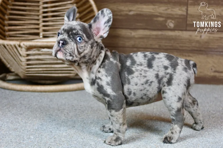 erin-tomkings-puppies-1
