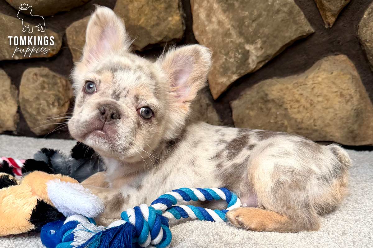 Kobe, available French Bulldog puppy at TomKings Puppies