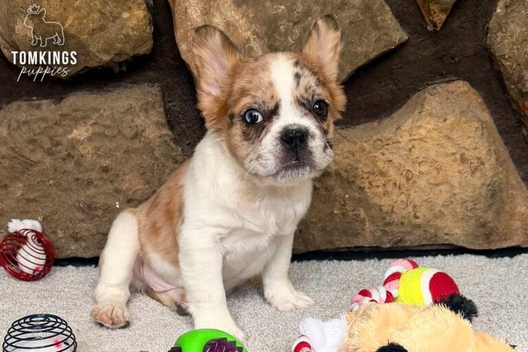 Pecan, available French Bulldog puppy at TomKings Puppies