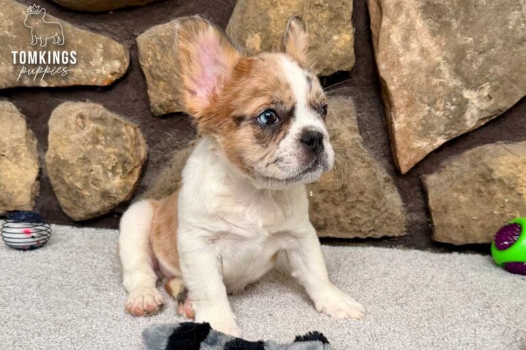 Pecan, available French Bulldog puppy at TomKings Puppies