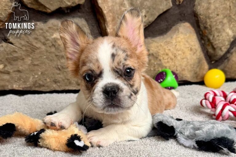 Pecan, available French Bulldog puppy at TomKings Puppies