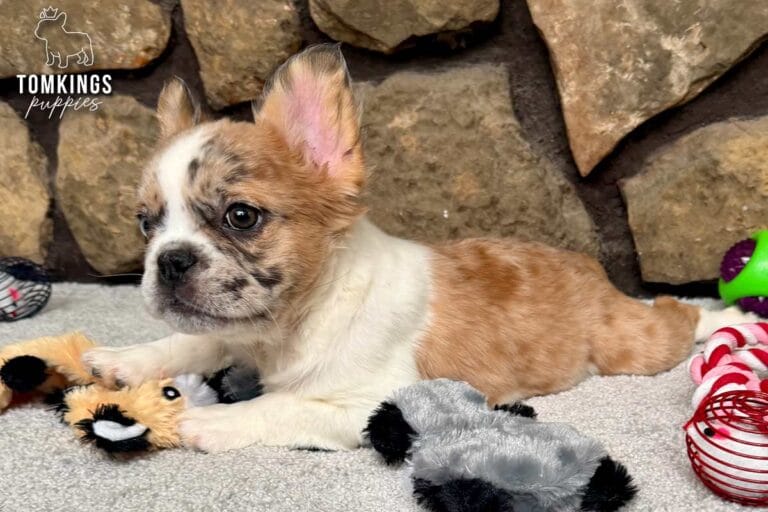 Pecan, available French Bulldog puppy at TomKings Puppies