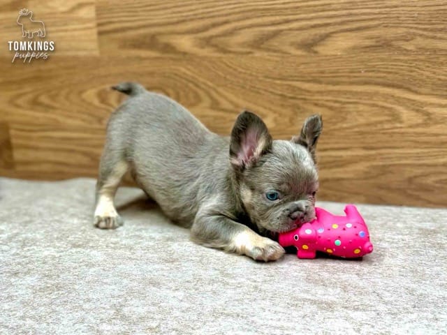 Rex, french bulldog pupy at TomKings Kennel