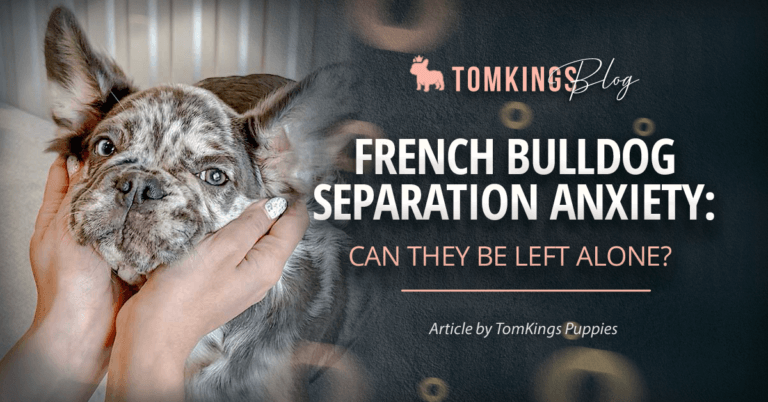 French Bulldog Separation Anxiety: Can they Be Left Alone?