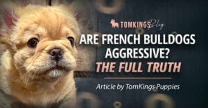 Are French Bulldogs Aggressive? The Full Truth