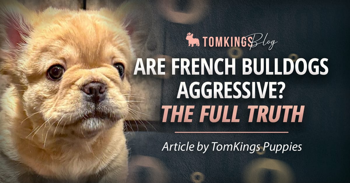 Are French Bulldogs Aggressive? The Full Truth