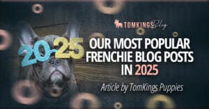 Our Most Popular Frenchie Blog Posts in 2025