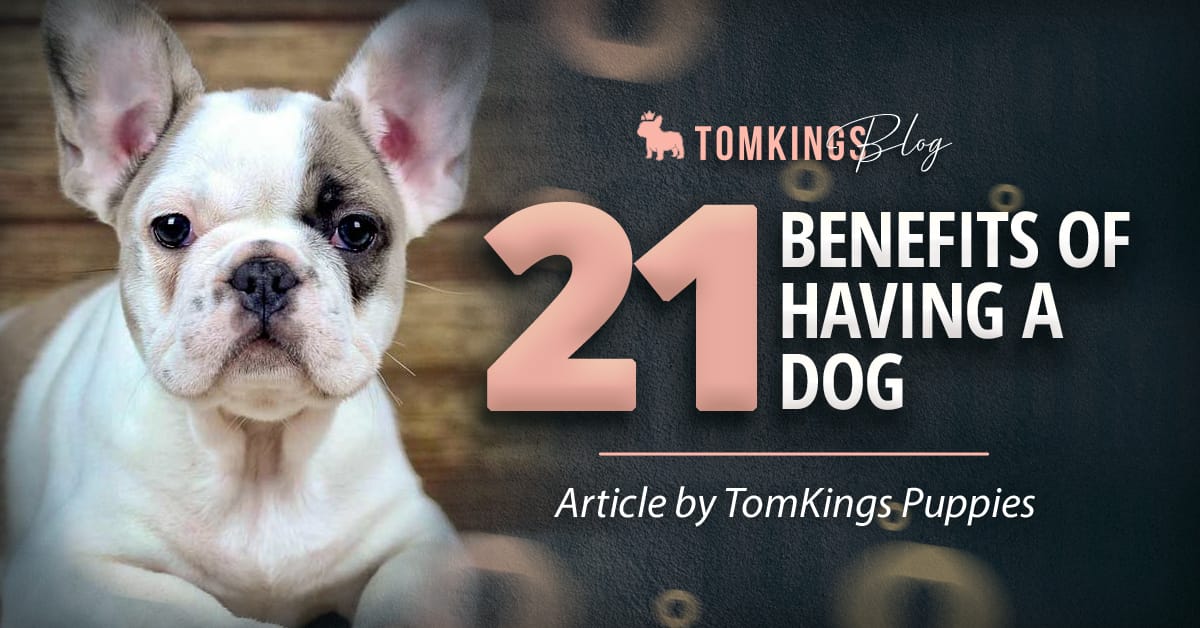 21 Benefits of Having a Dog Banner Image