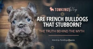 Are French Bulldogs that Stubborn?