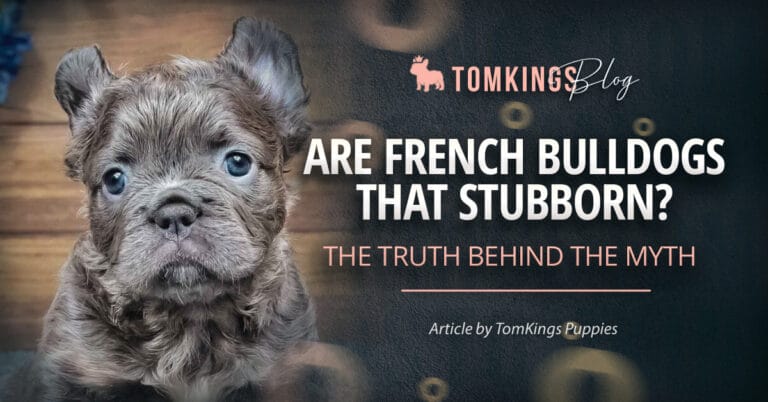 Are French Bulldogs that Stubborn?