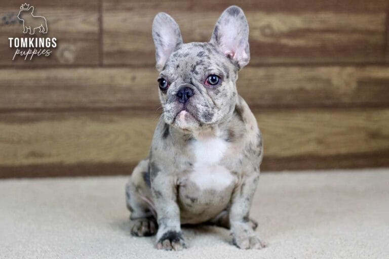 Ariana, a blue merle French Bulldog puppy, seated on carpet and glancing to the left.