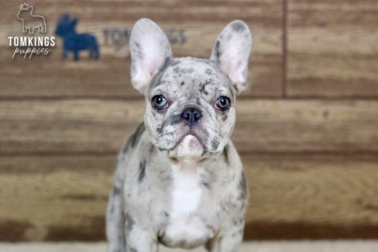 Ariana, a blue merle French Bulldog puppy, facing the camera in a centered portrait.