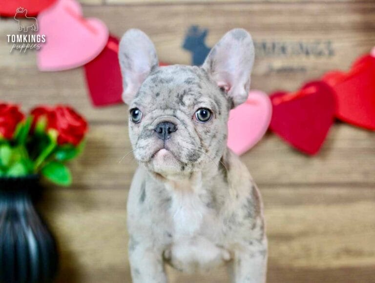 Ariana, a female French bulldog puppy with a blue merle coat pattern, sitting and facing away from the camera.