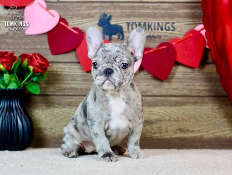 Ariana, a female French bulldog puppy with a blue merle coat pattern, sitting and facing away from the camera.