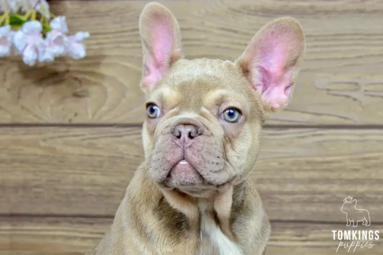 betania-tomkings-puppies-