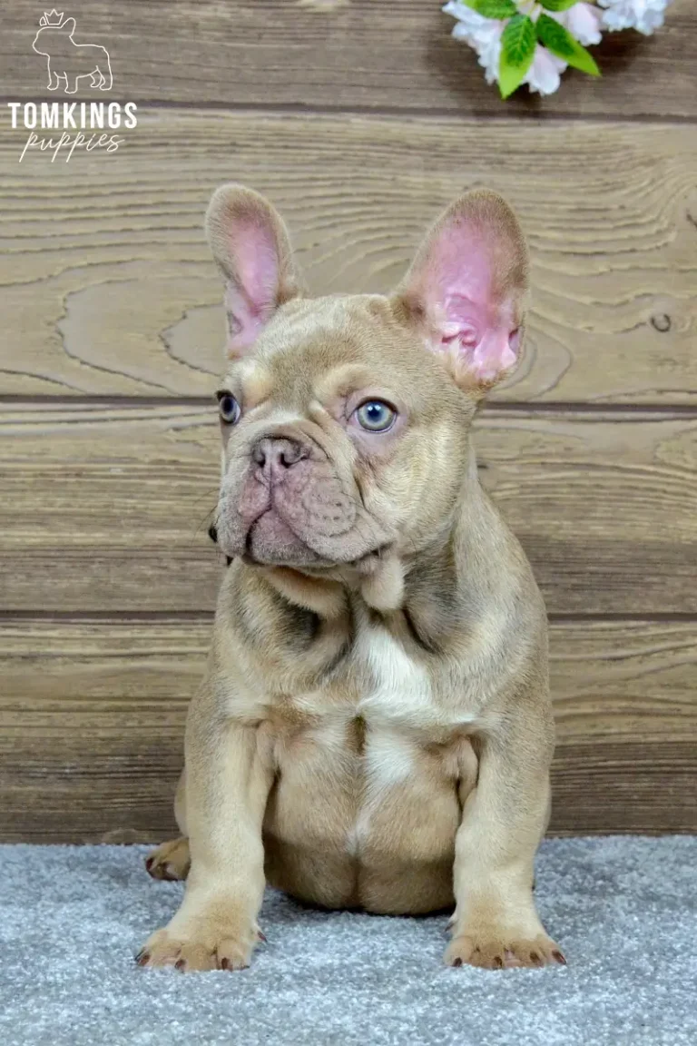 betania-tomkings-puppies-2