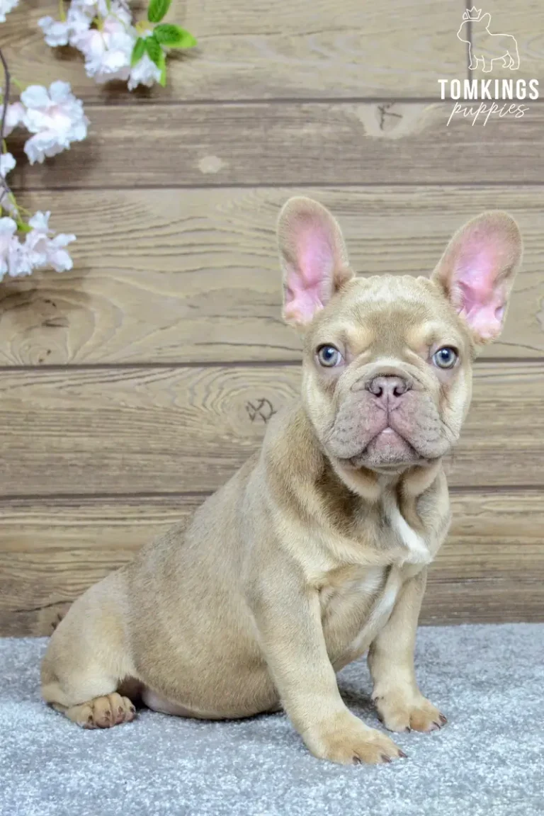 betania-tomkings-puppies-4