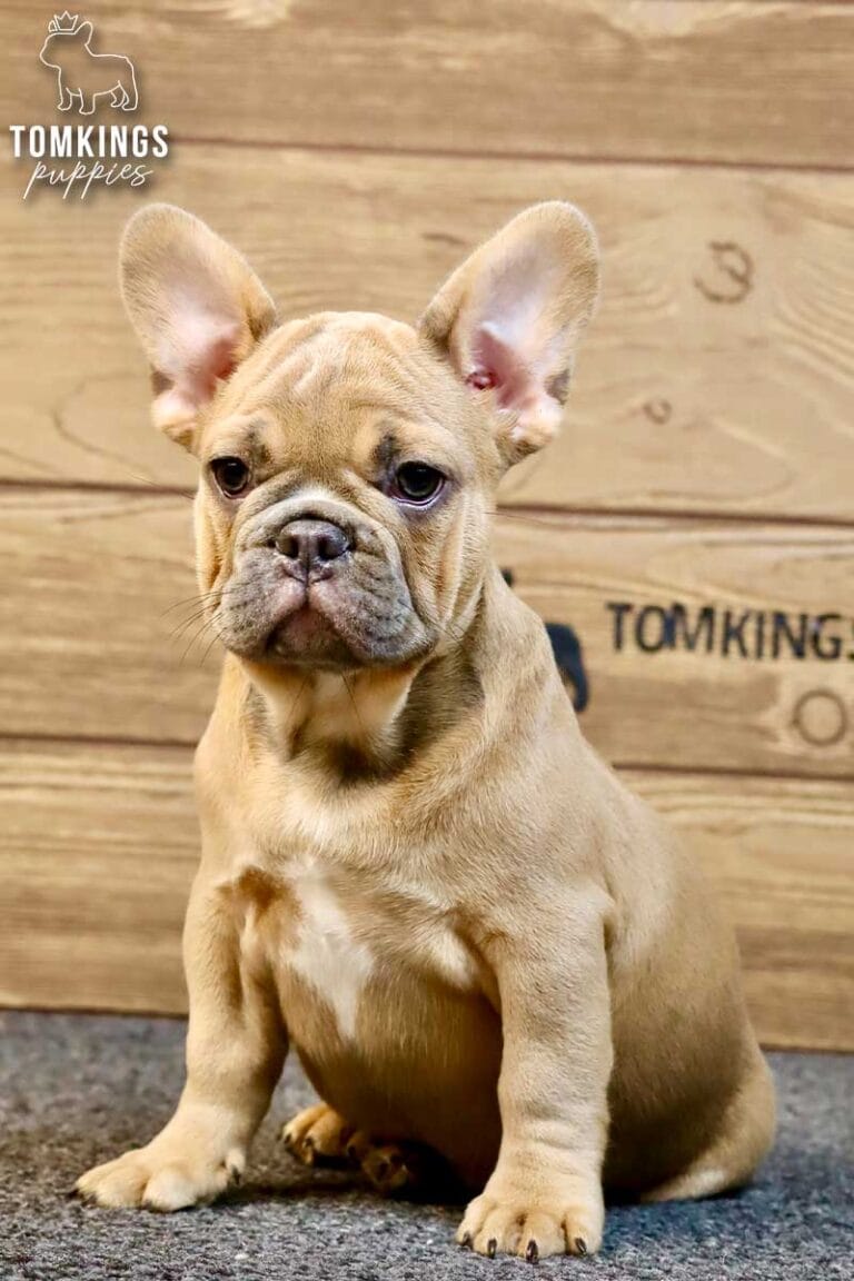 Chase, available French Bulldog puppy at TomKings Puppies