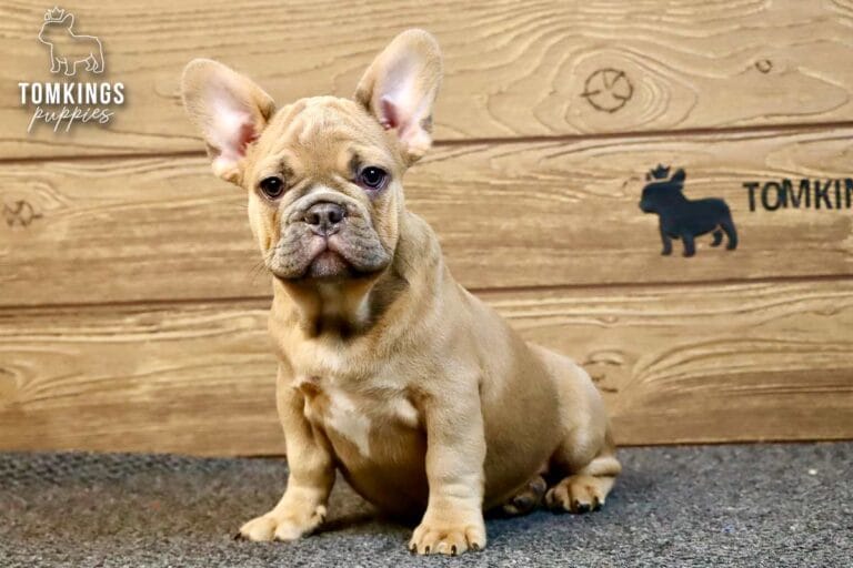 Chase, available French Bulldog puppy at TomKings Puppies