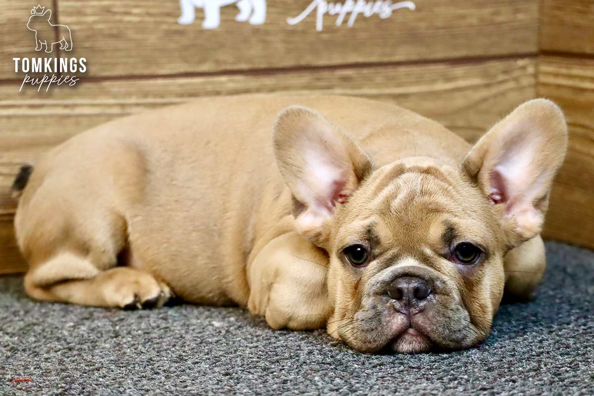 Chase, available French Bulldog puppy at TomKings Puppies