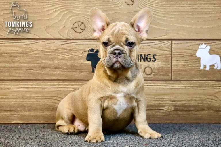 Chase, available French Bulldog puppy at TomKings Puppies