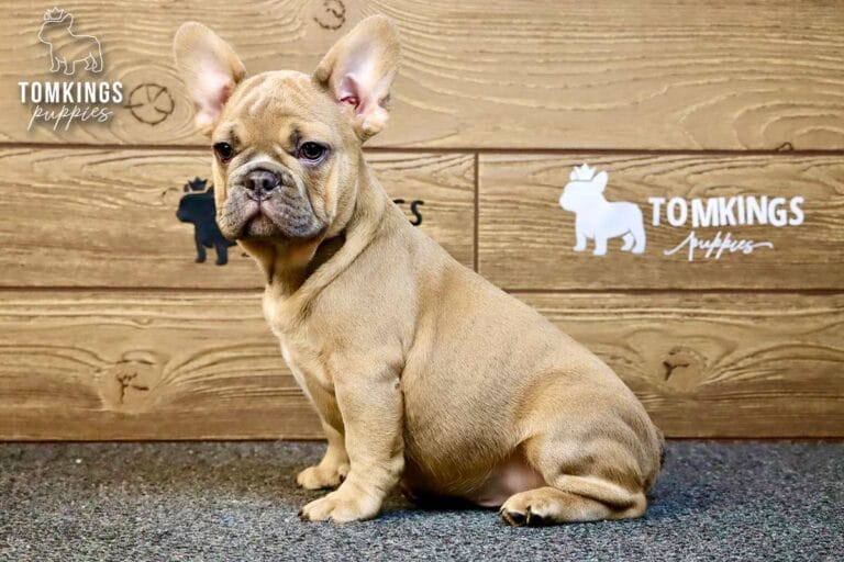 Chase, available French Bulldog puppy at TomKings Puppies