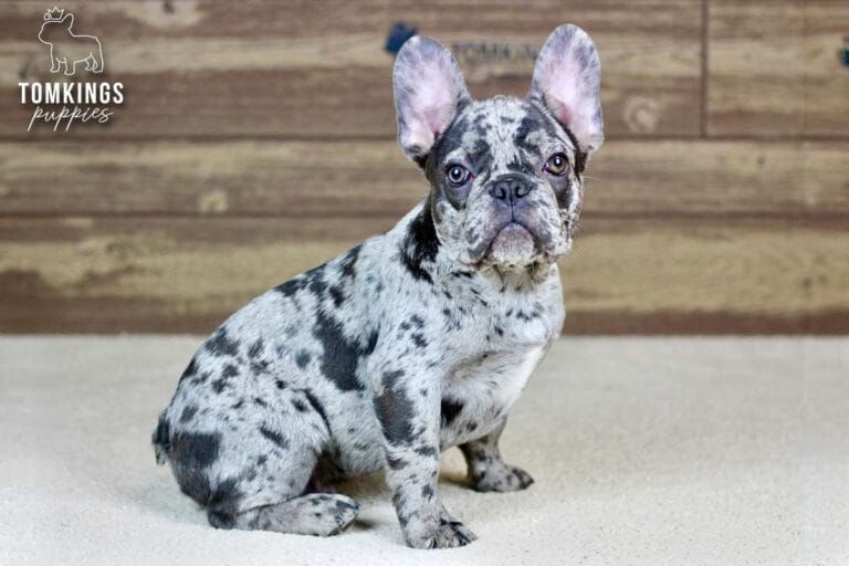 Brixton, a choco merle French Bulldog puppy, sitting sideways on carpet and facing forward.