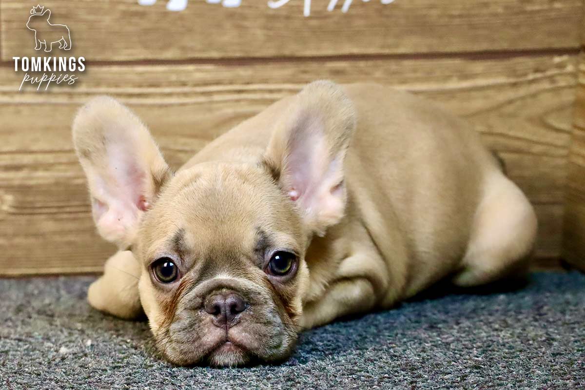 Chase, available French Bulldog puppy at TomKings Puppies